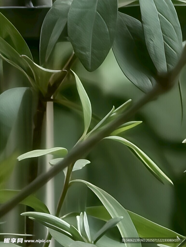 嫩绿枝叶特写