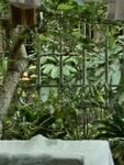 绿植环绕的铁艺围栏景观