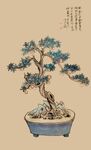 中式盆景 雅致古韵风姿
