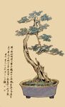 中式盆景艺术之优雅风姿