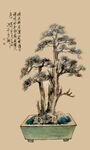中式盆景艺术之美