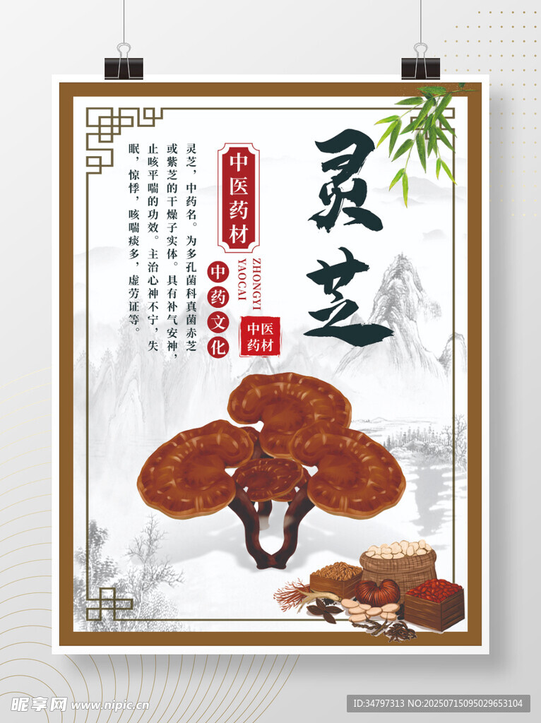灵芝