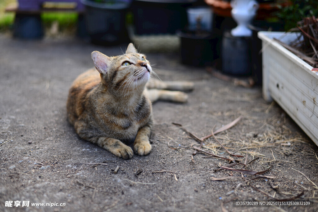 庭院中趴卧的可爱猫咪