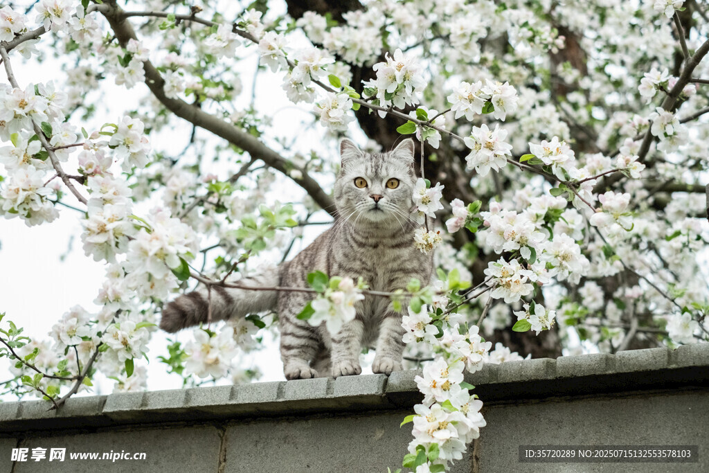 枝头繁花间的猫头鹰