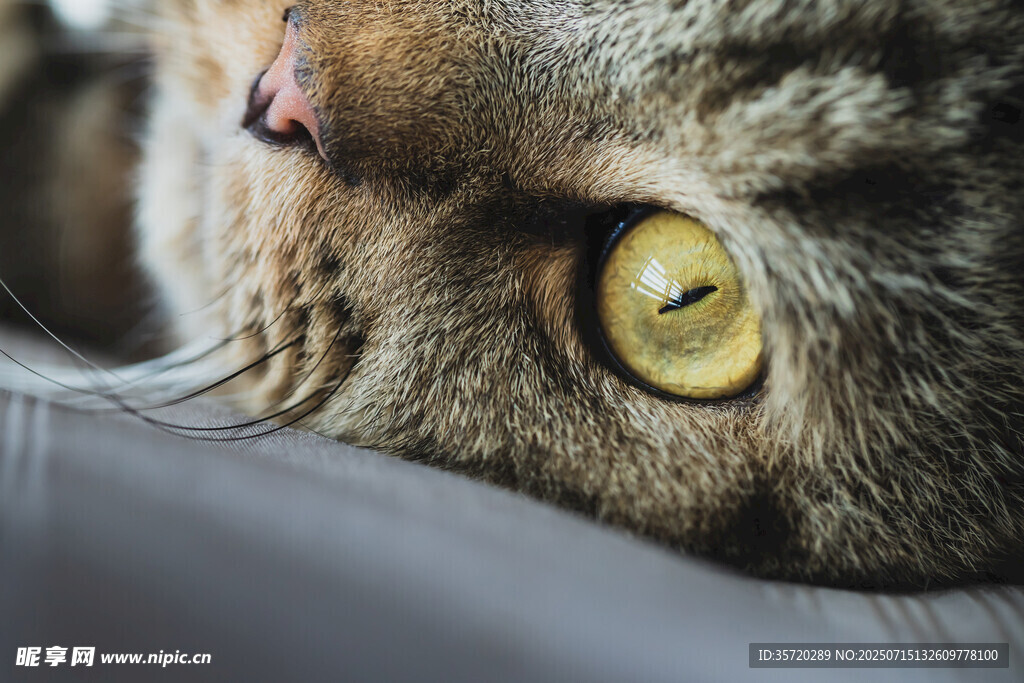 猫咪特写明亮大眼