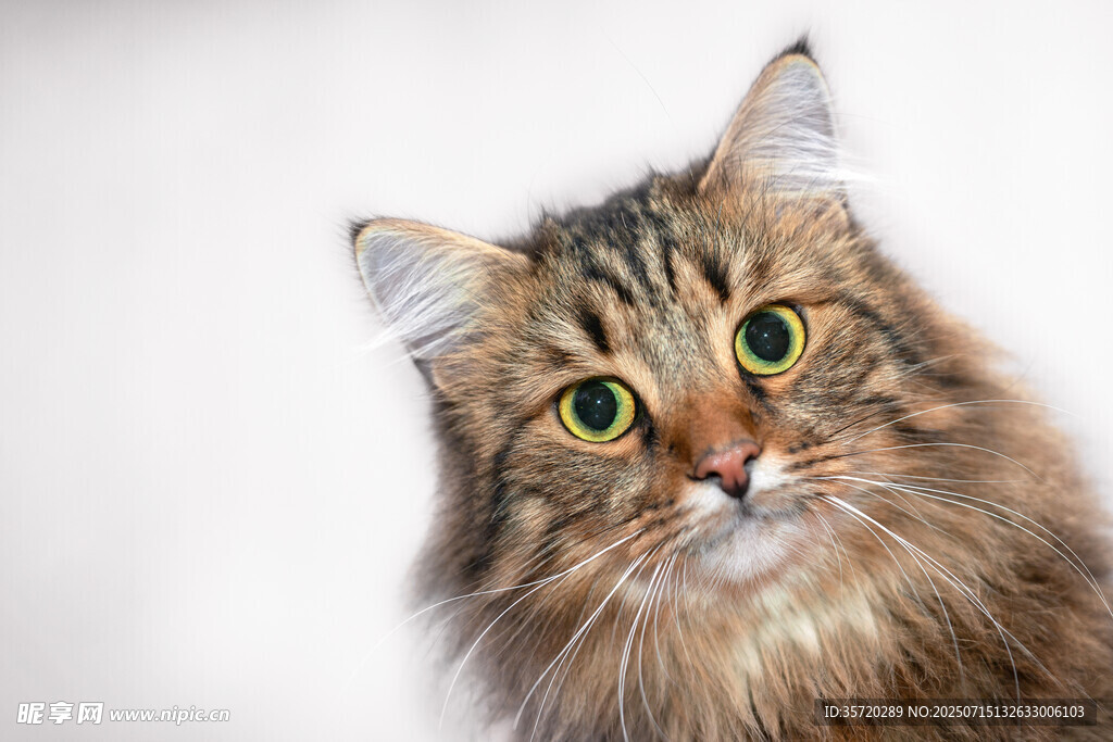 长毛猫特写