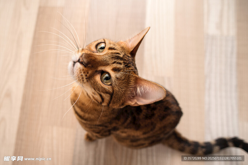 仰头好奇的斑纹猫咪