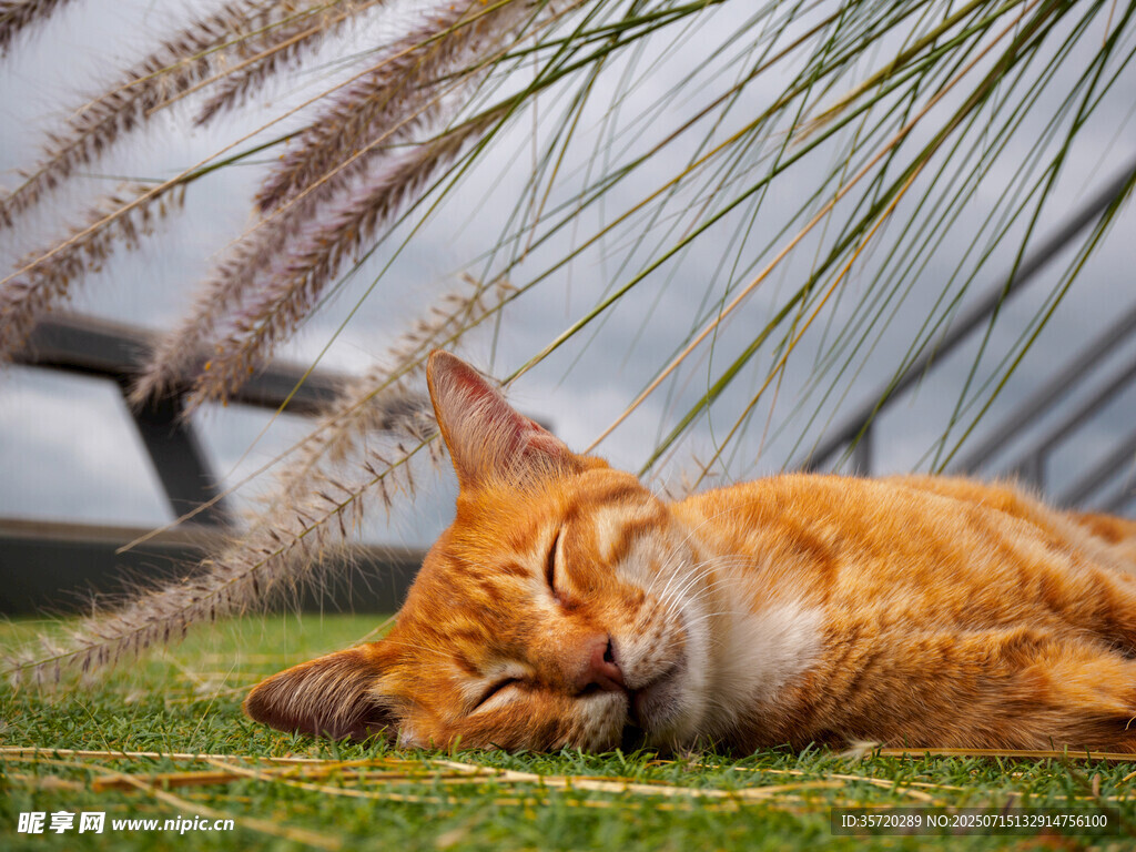 橘猫草地小憩