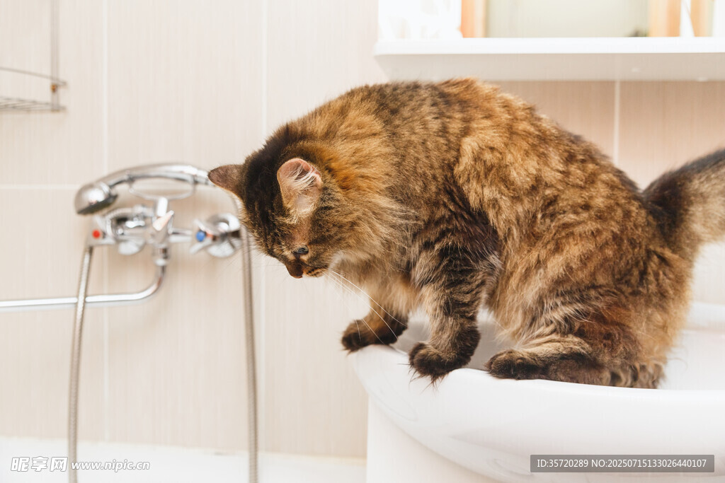 猫咪蹲坐水龙头下好奇张望