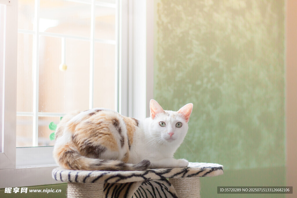 窗边猫咪惬意趴卧
