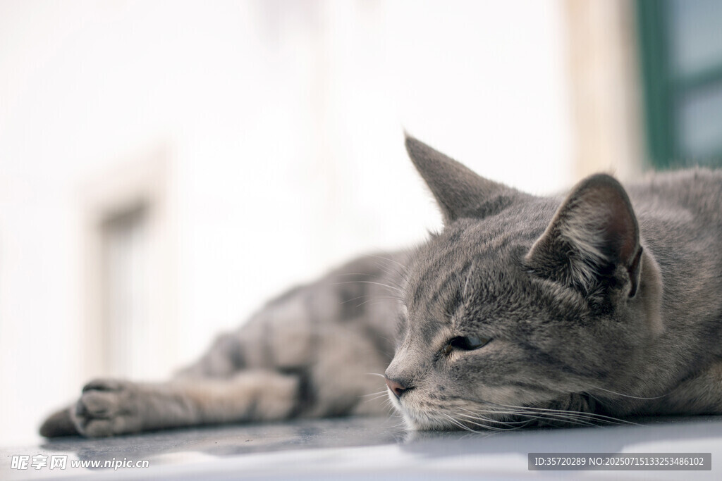 慵懒猫咪惬意趴卧