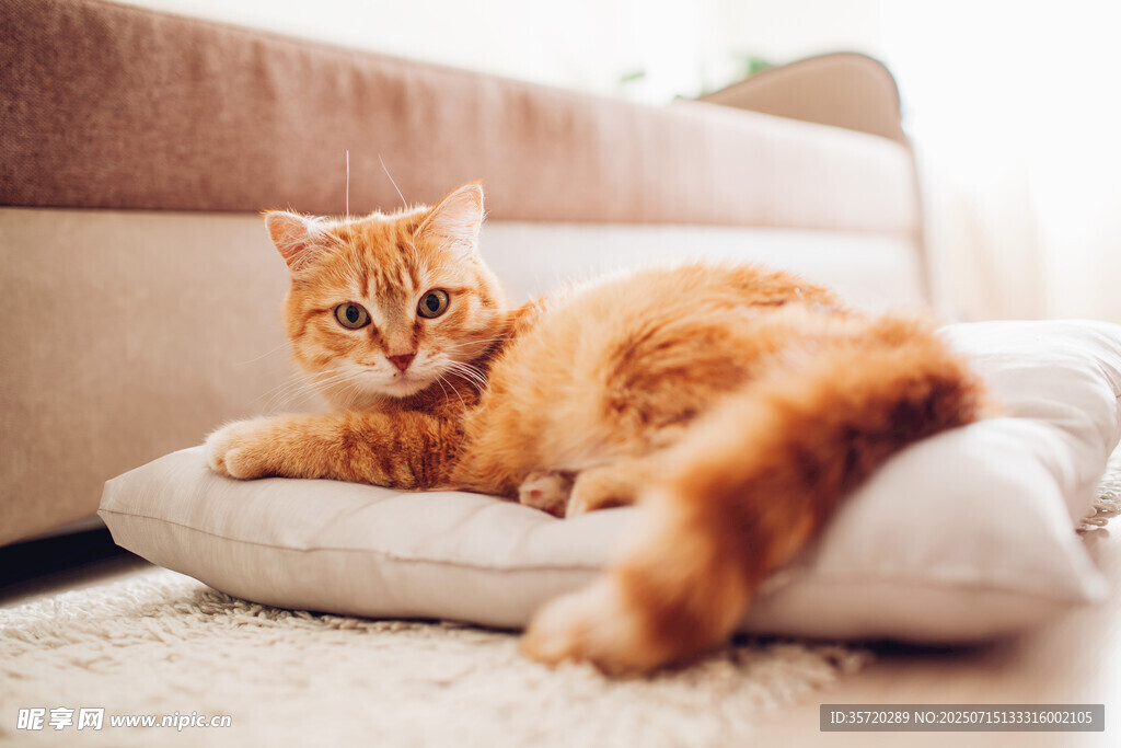 橘猫惬意躺卧在软垫上