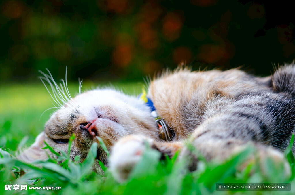 草地上惬意躺卧的猫咪