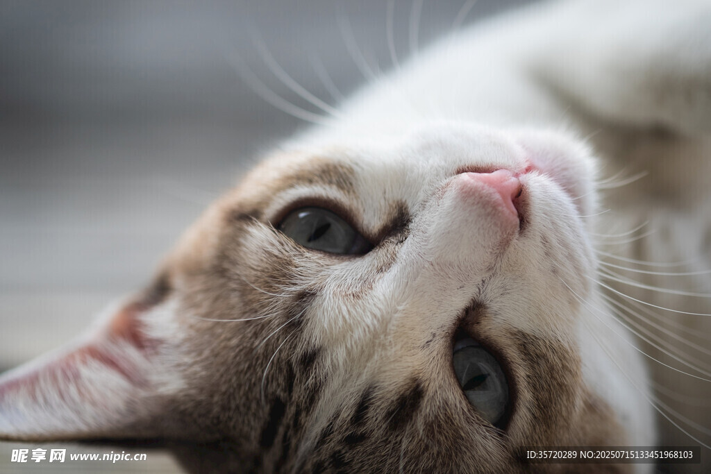仰头卖萌的可爱猫咪