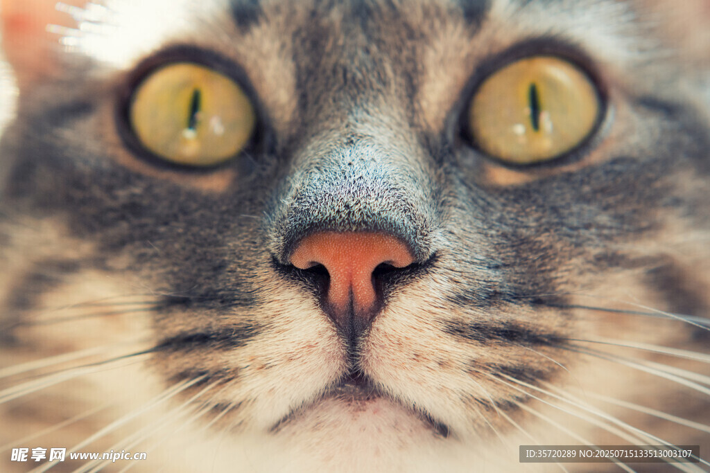 可爱猫咪特写