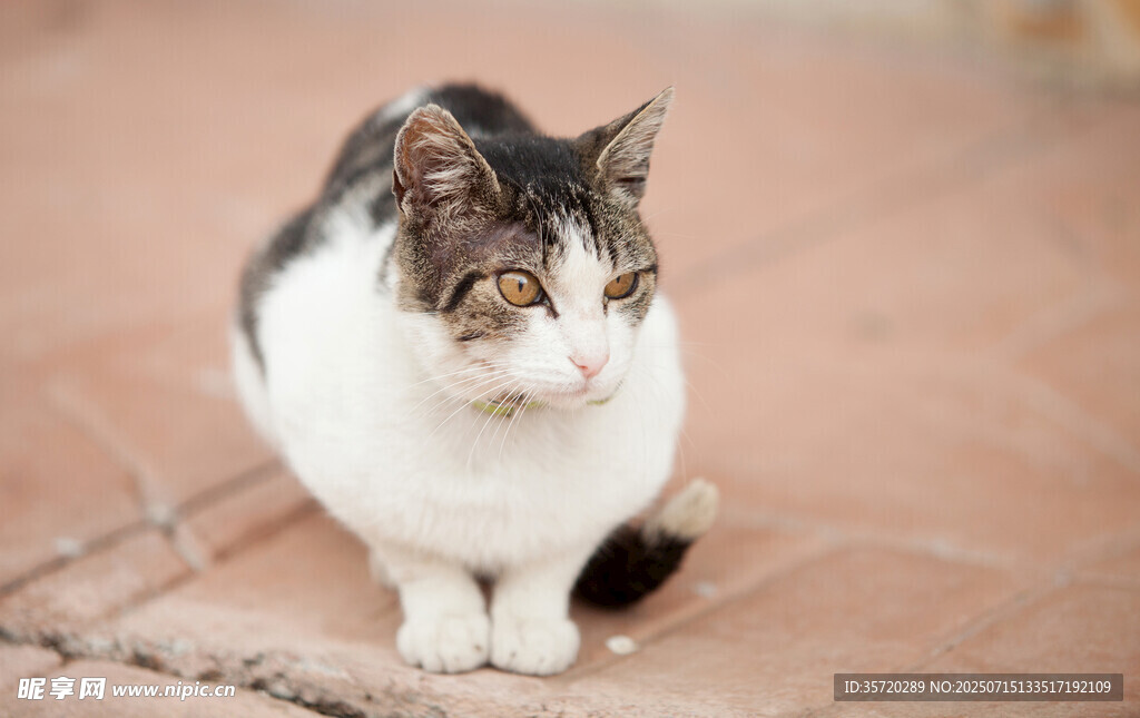 蹲坐的三色猫咪