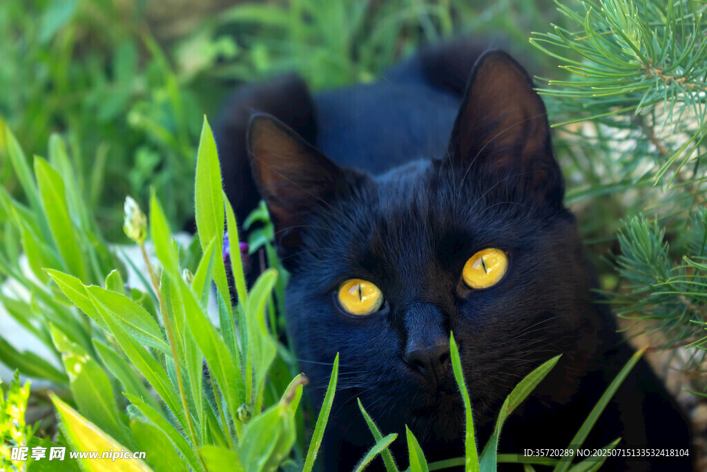 草丛中的黑猫