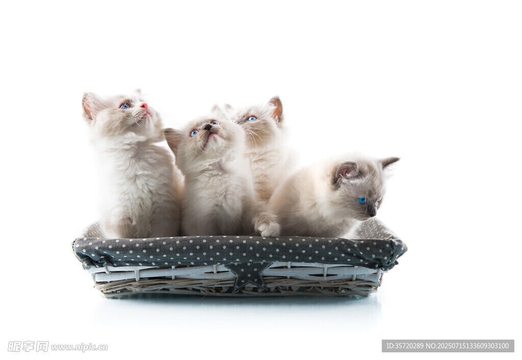 可爱小猫齐聚猫窝