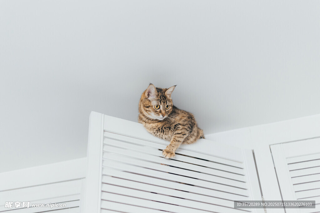 猫咪趴百叶窗上