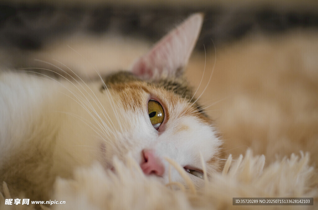 慵懒猫咪躺于毛绒垫子上