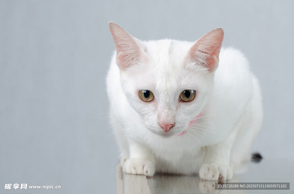 白色猫特写