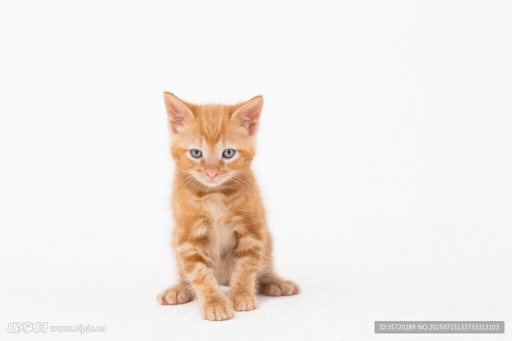 可爱小橘猫端坐
