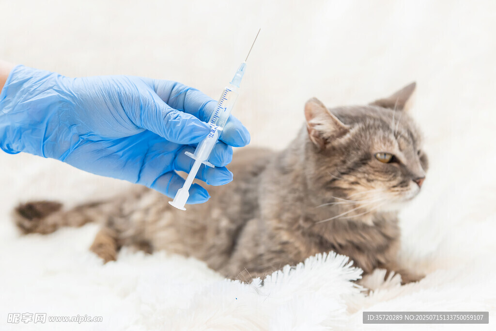 给猫咪注射的瞬间