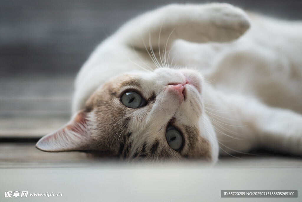 可爱猫咪躺地俏皮模样