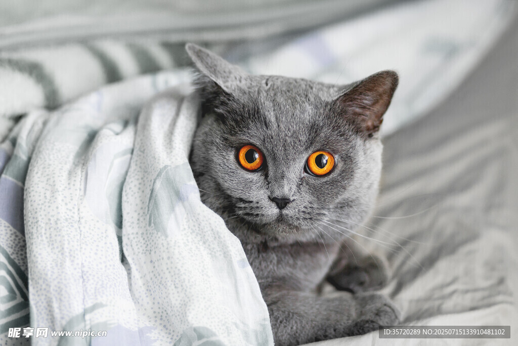 裹在毯子里的好奇灰猫