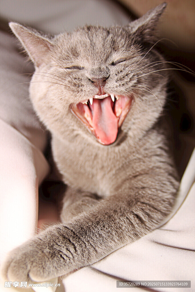 打哈欠的灰猫