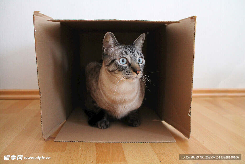 纸箱里的可爱猫咪