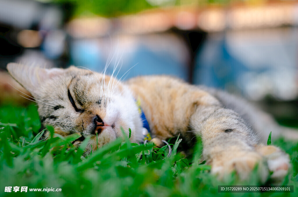 草地上惬意休憩的小猫