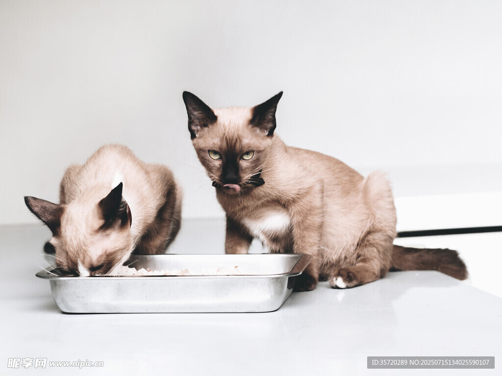 两只暹罗猫进食画面