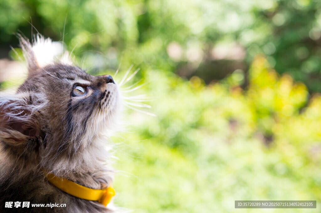 仰头小猫望向上方