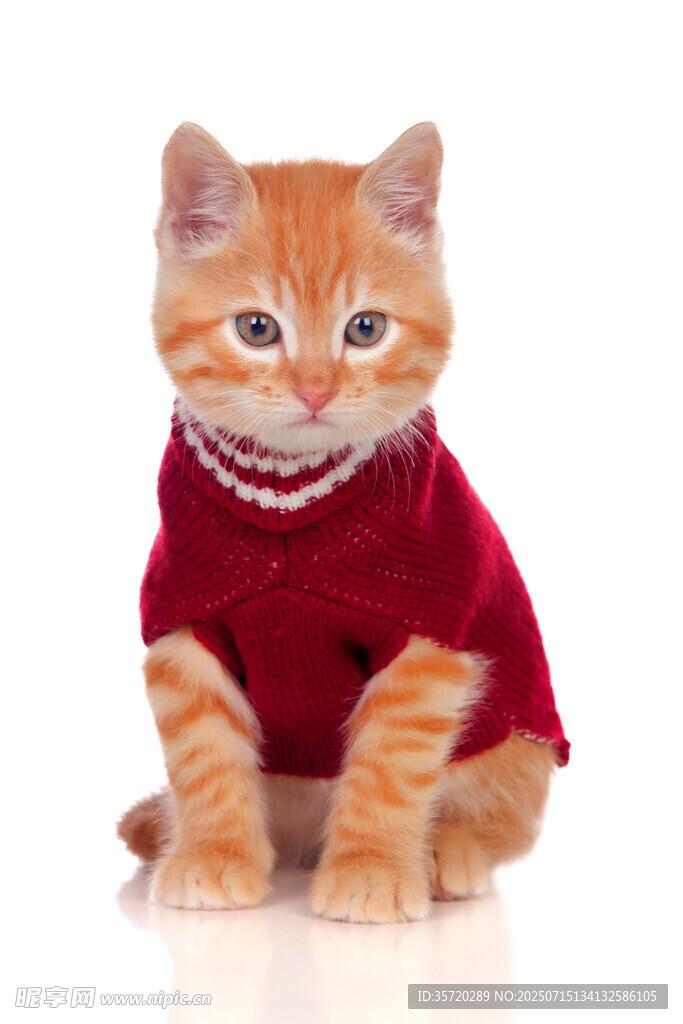 穿红衣戴项链的可爱猫咪