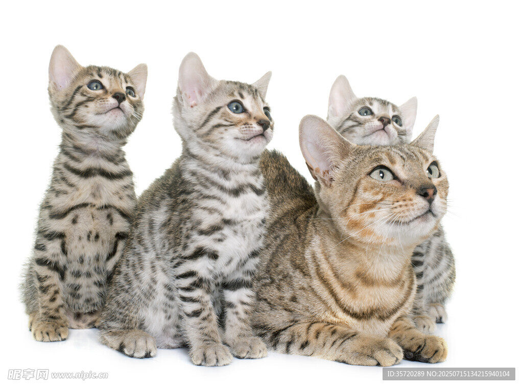 可爱猫咪们抬头望向上方
