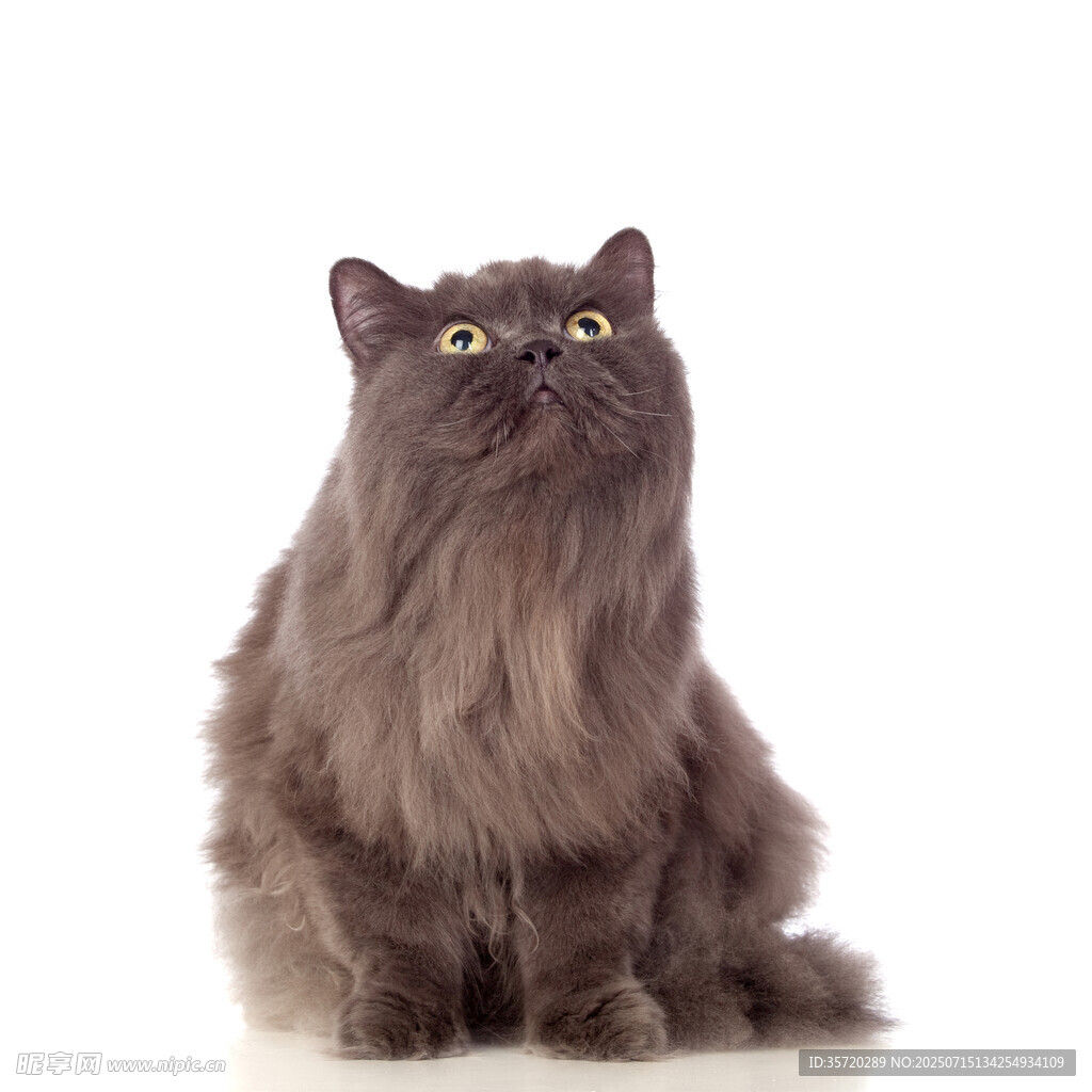 长毛灰猫抬头凝望