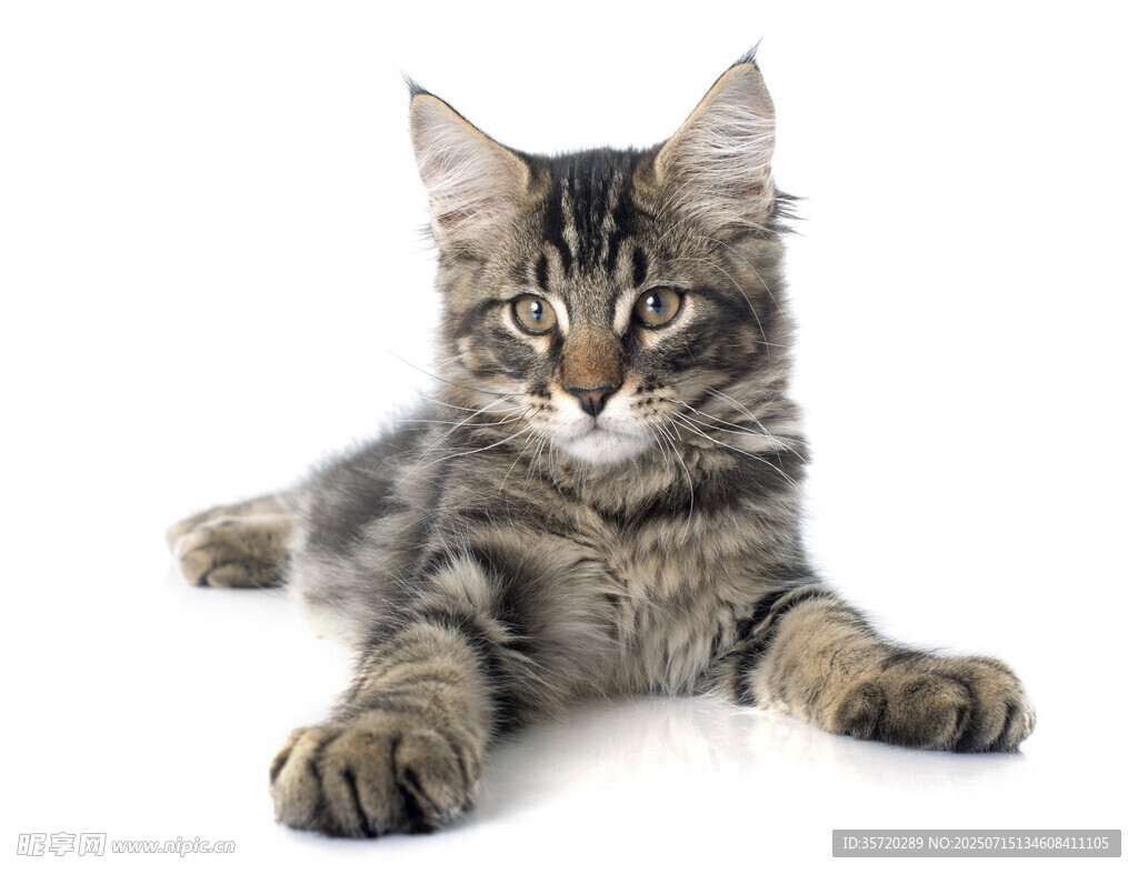 可爱缅因猫趴卧姿态