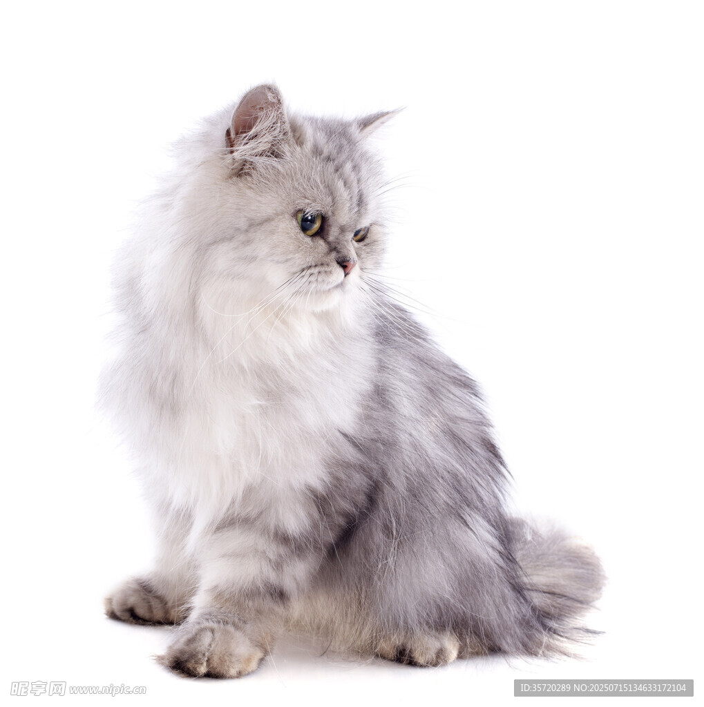 可爱长毛猫侧坐