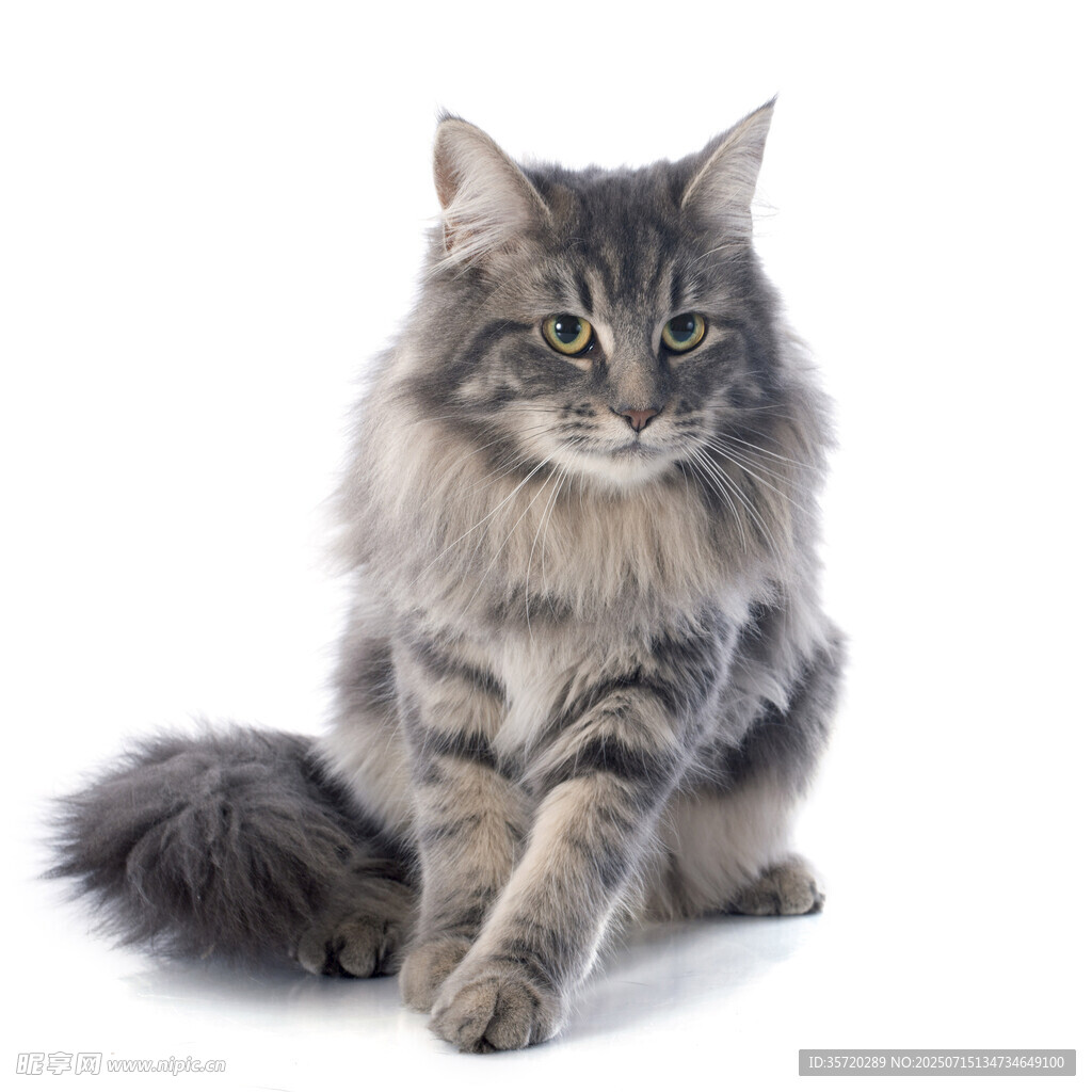 长毛灰猫优雅端坐