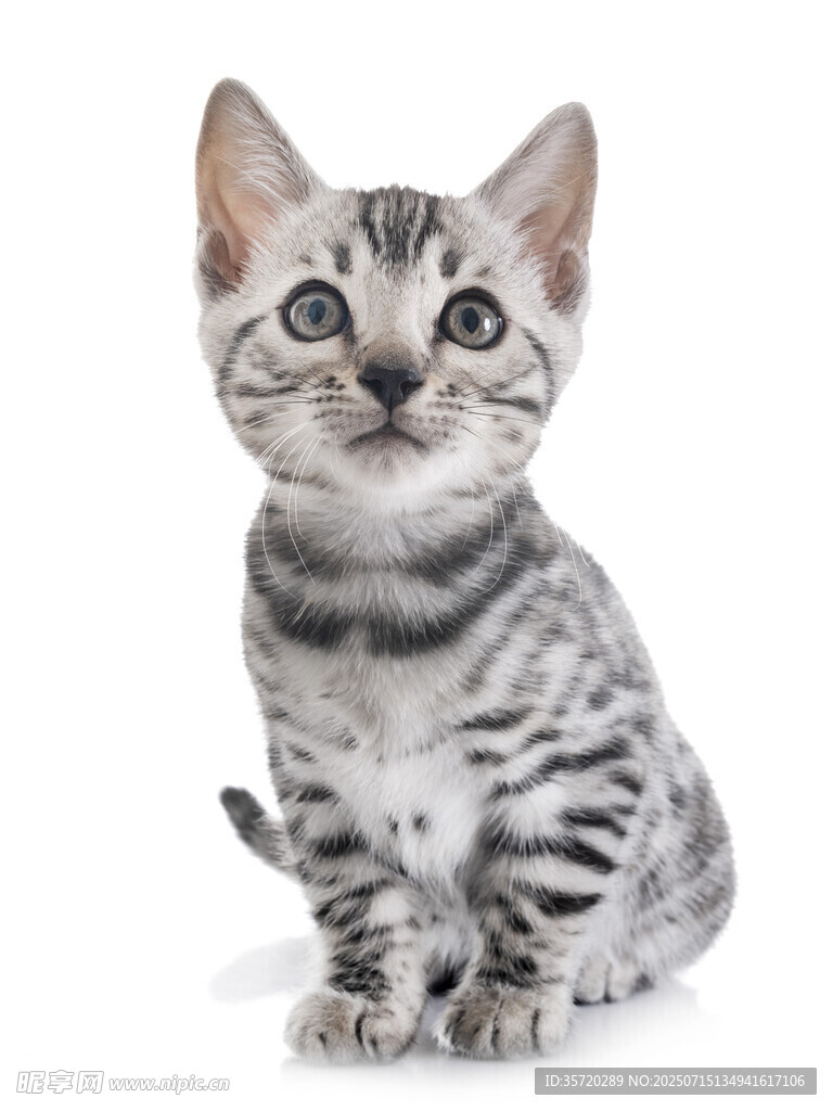 可爱斑纹小猫乖巧端坐