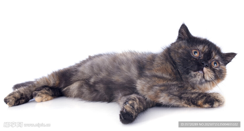 慵懒猫咪惬意躺卧