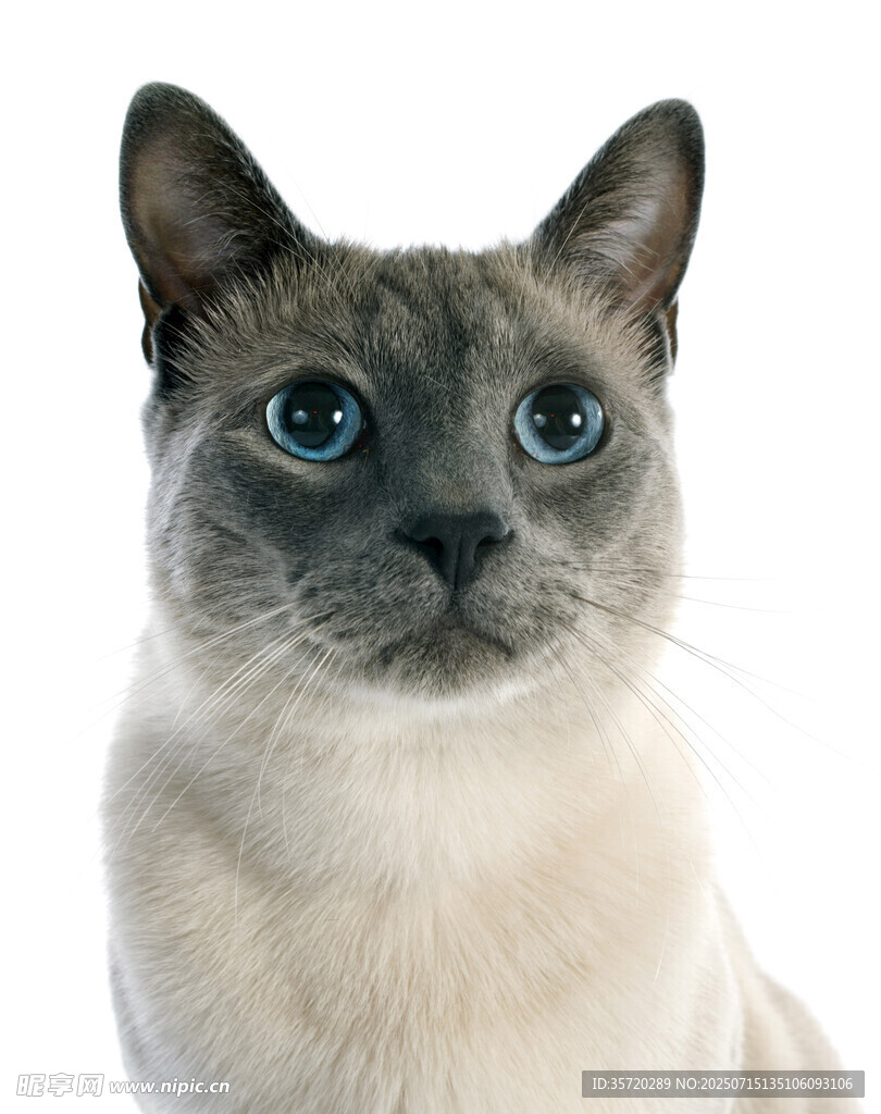 蓝眼暹罗猫特写