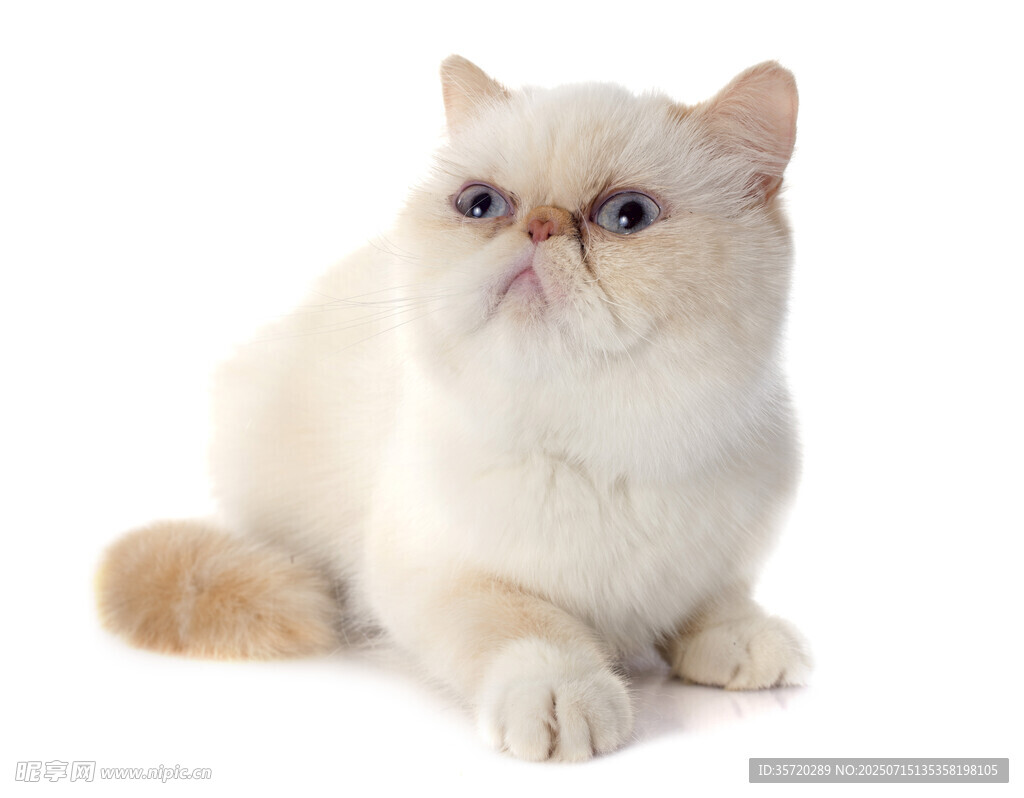 可爱波斯猫乖巧坐姿