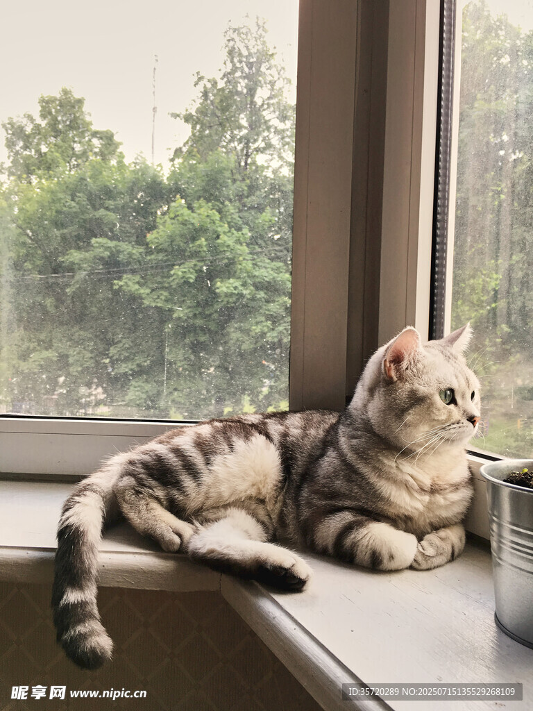 窗边猫咪惬意休憩