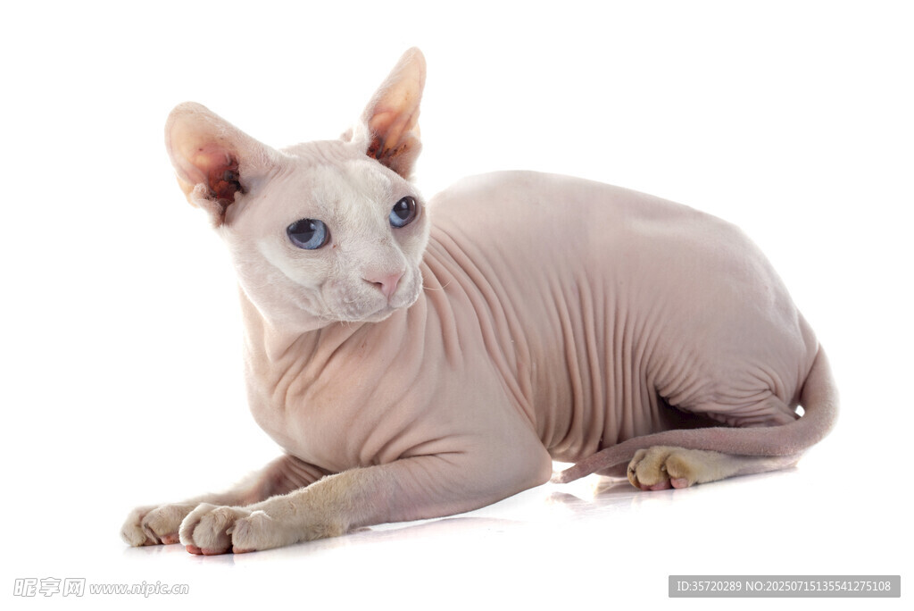 无毛猫优雅趴卧