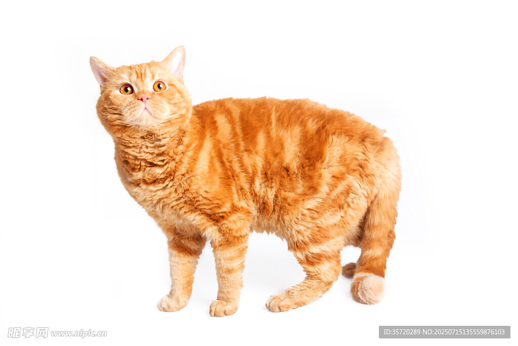橘色猫咪站立特写