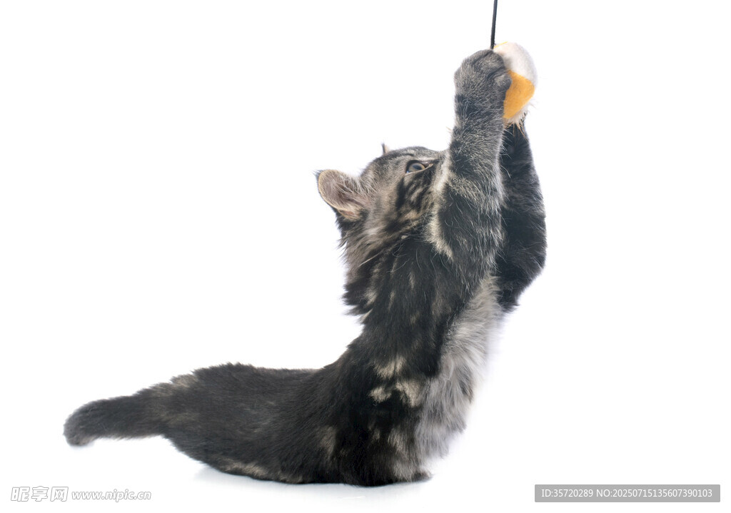 小猫跃起抓逗猫棒