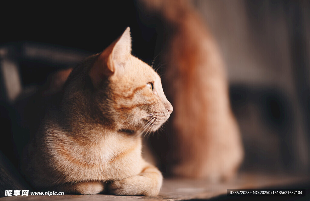 侧卧的橘猫