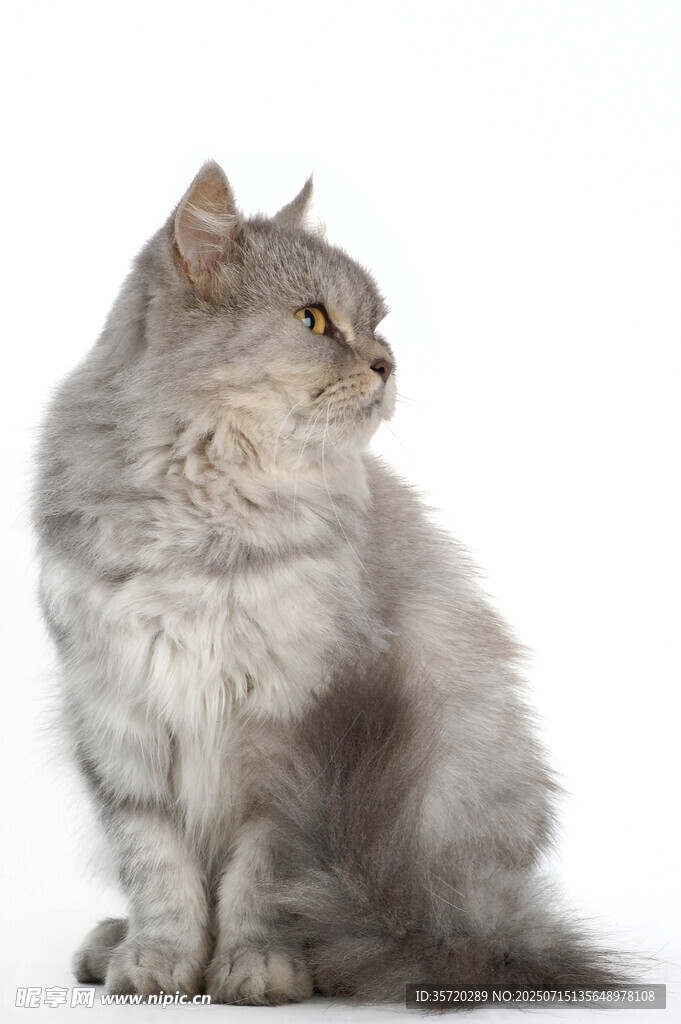 灰色长毛猫侧坐